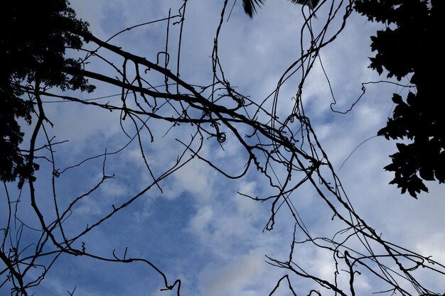 Seco de ramas de los árboles con el cielo azul en el fondo