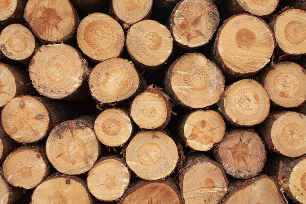 Selección de tocones de madera en el campo