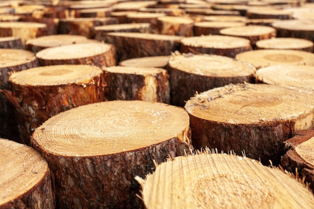 Selección de tocones de madera en el campo