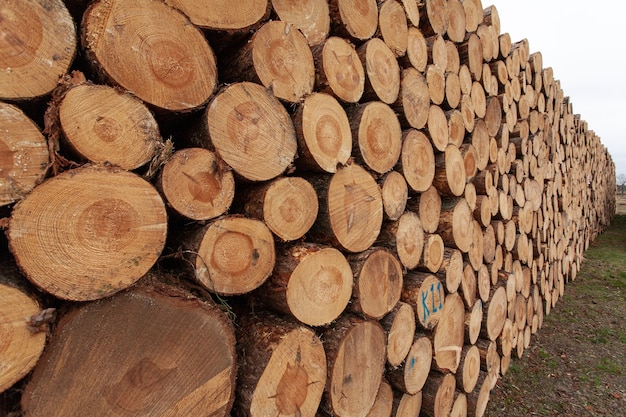 Selección de tocones de madera en el campo