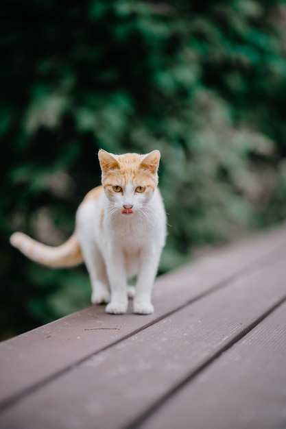 Selectivo de un lindo gatito en el jardín.