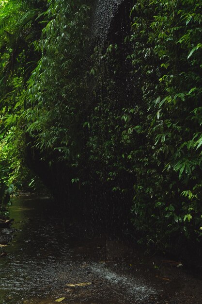 selva bali indonesia