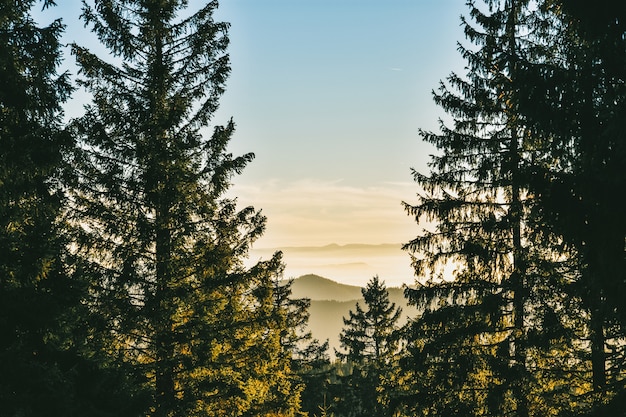 Selva negra en alemania frente a las montañas