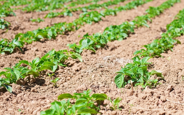 Sembrado con plantas