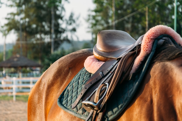 Foto gratuita semental negro equino raza cielo