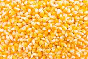Foto gratuita semilla de mazorca de maíz