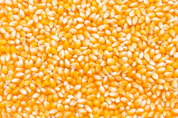 Semilla de mazorca de maíz