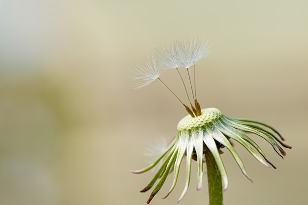 Semillas de diente de león en el jardín, de cerca.