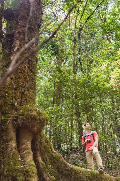 Senderista debajo de un árbol gigante