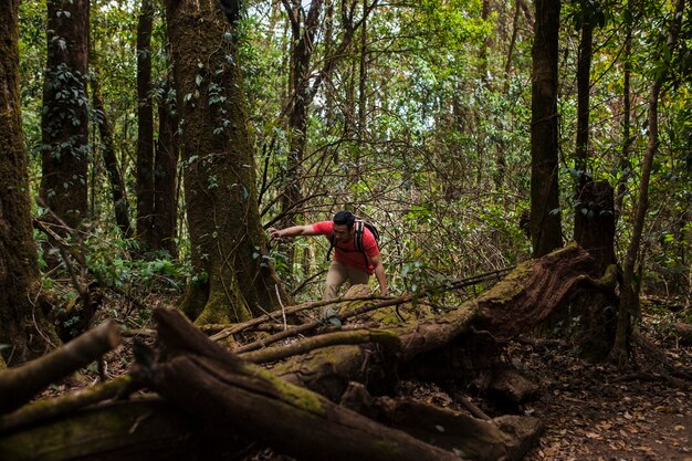 Senderista explorando bosque