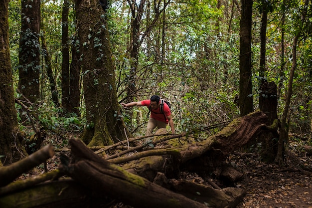 Senderista explorando bosque