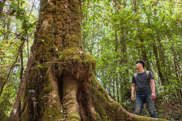 Senderista mirando a árbol gigante