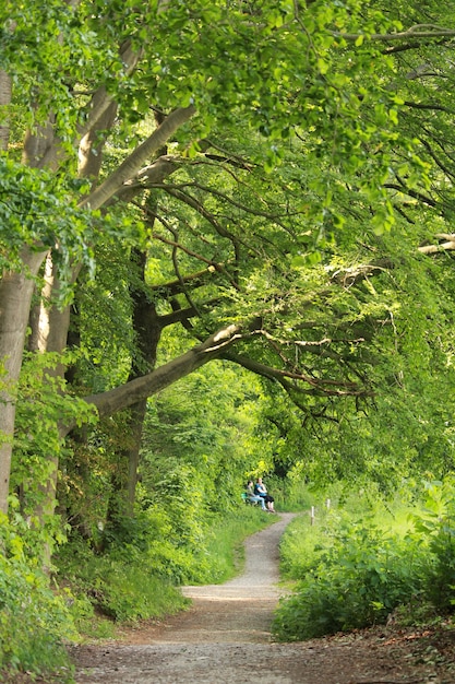 Foto gratuita sendero y árboles altos en el bosque.