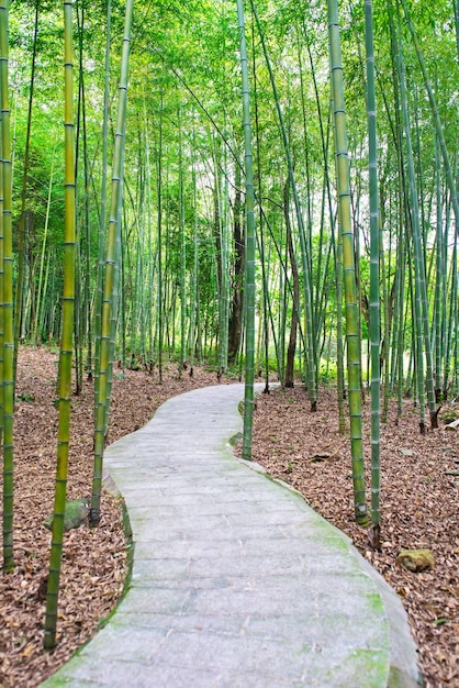 Sendero en un bosque de bambú