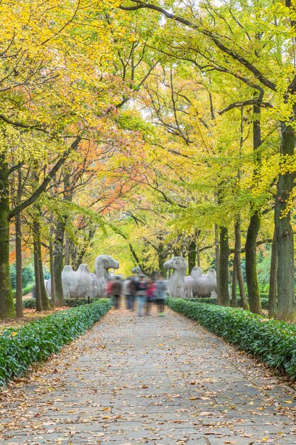 Sendero Por Estatuas En El Mausoleo De Ming Xiaoling