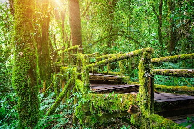 Foto gratuita sendero natural de ang ka en el parque nacional doi inthanon, chiang mai, tailandia.