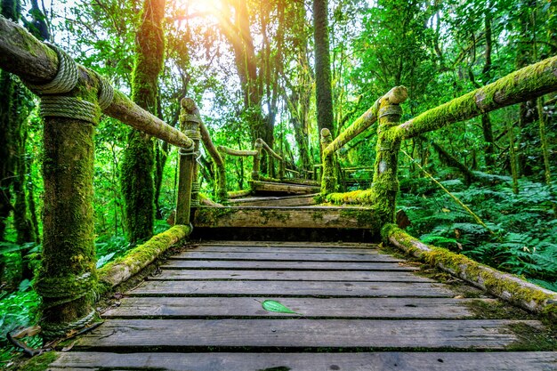 Sendero natural de ang ka en el parque nacional Doi Inthanon, Chiang mai, Tailandia.