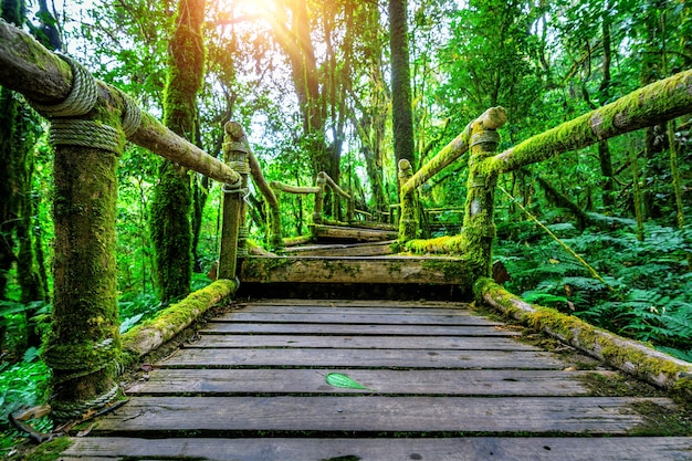 Sendero natural de ang ka en el parque nacional Doi Inthanon, Chiang mai, Tailandia.