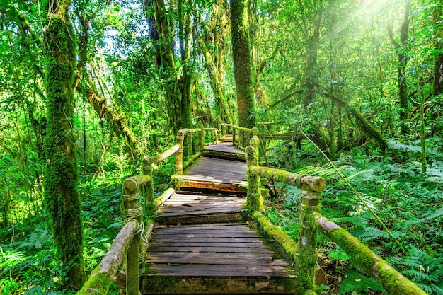 Sendero natural de ang ka en el parque nacional Doi Inthanon, Chiang mai, Tailandia.