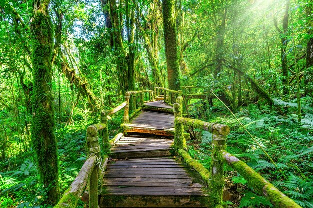 Sendero natural de ang ka en el parque nacional Doi Inthanon, Chiang mai, Tailandia.