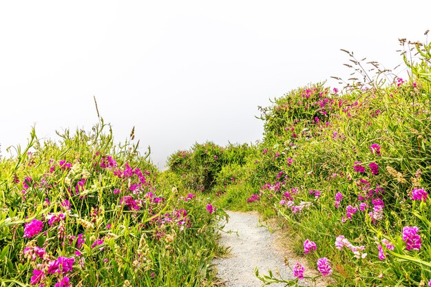 Sendero natural entre flores silvestres en la costa de Oregón