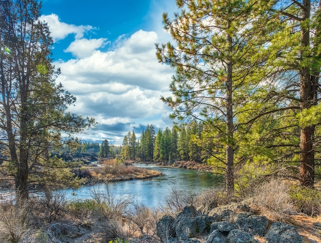 Sendero del río en un bosque