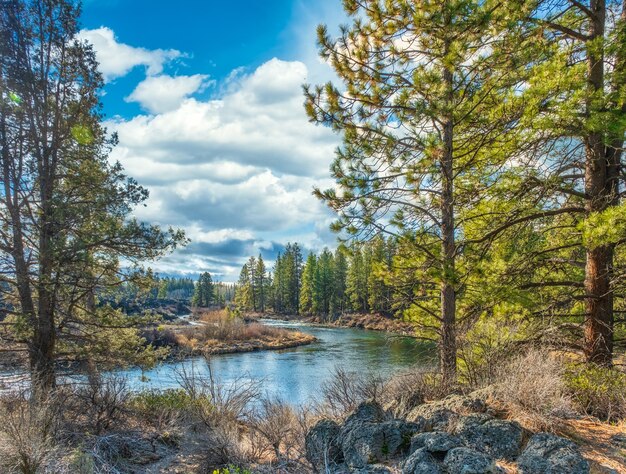 Sendero del río en un bosque