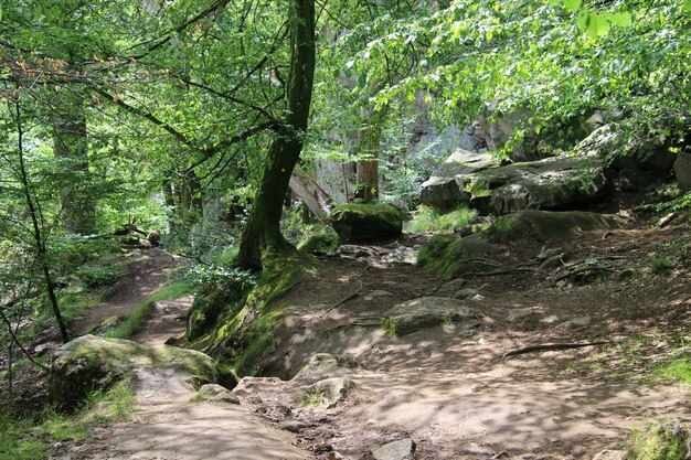 Sendero sombreado con grandes rocas a lo largo de Ekkodalen, la grieta más larga de Dinamarca