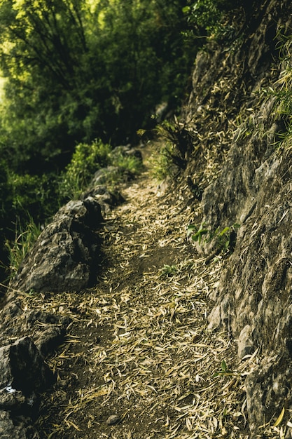 Foto gratuita sendero verde adelante abedul bosque de madera