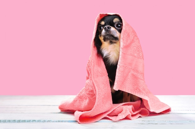 Sentado chihuahua en una toalla después de bañarse