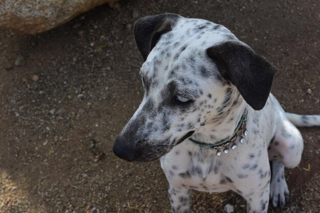 Sentado perro cunucu con manchas blancas y negras en Aruba