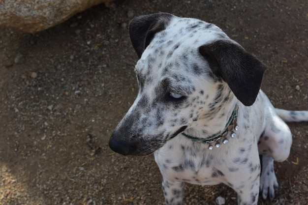 Sentado perro cunucu con manchas blancas y negras en Aruba
