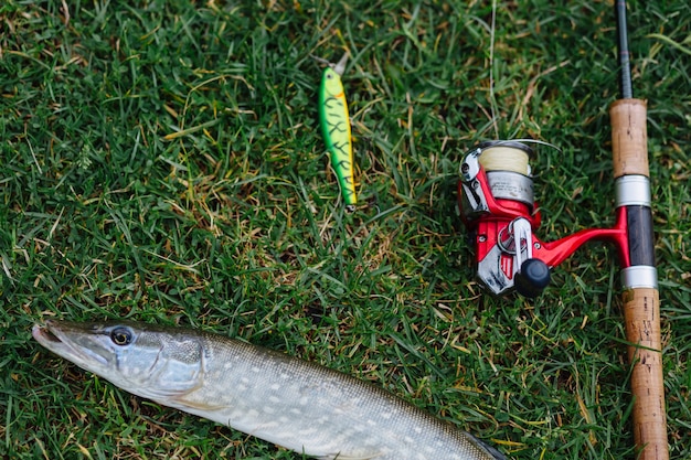 Foto gratuita señuelo de pesca, caña y peces en la hierba verde