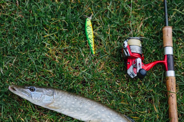 Señuelo de pesca, caña y peces en la hierba verde