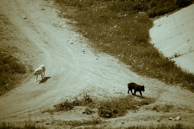 Foto gratuita separando caminos