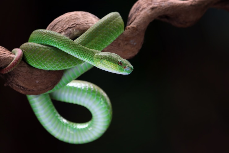 Foto gratuito la serpiente albolaris verde vista lateral del animal de primer plano la cabeza de la serpiente víbora verde de primer plano