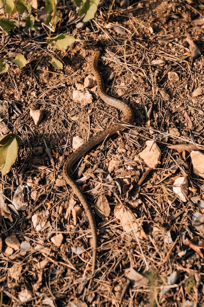 Foto gratuita serpiente arrastrándose por la tierra durante un día soleado
