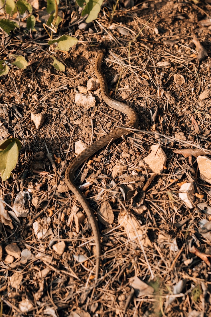 Foto gratuito serpiente arrastrándose por la tierra durante un día soleado