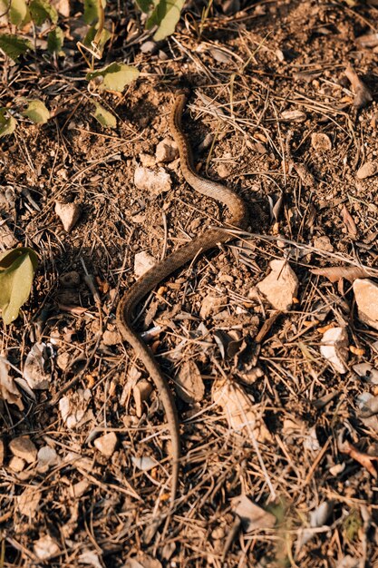 Serpiente arrastrándose por la tierra durante un día soleado