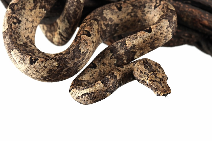 Foto gratuito serpiente boa de tierra candoia aislado en blanco