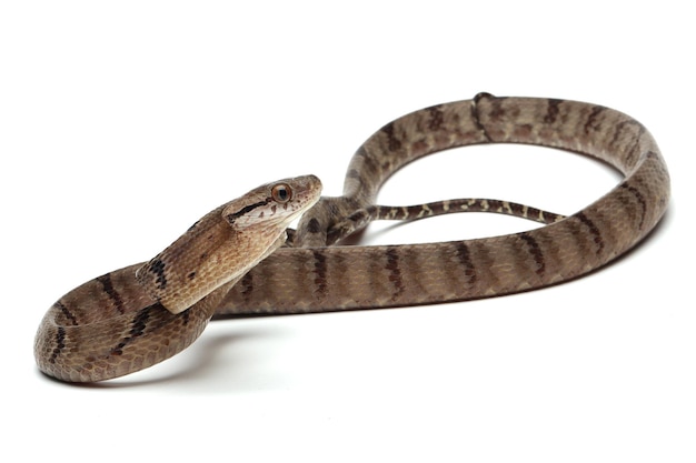 Foto gratuita serpiente boiga cynodon aislada sobre fondo blanco