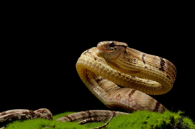 Serpiente boiga cynodon sobre musgo con fondo negro