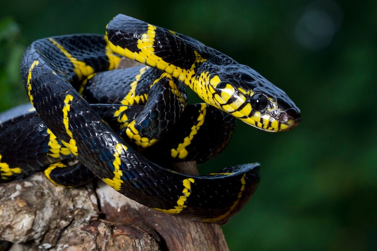 Foto gratuito serpiente boiga dendrophila amarillo anillado en rama