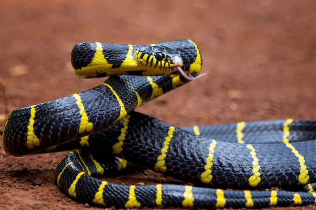 Foto gratuita serpiente boiga dendrophila cabeza anillada amarilla de boiga dendrophila