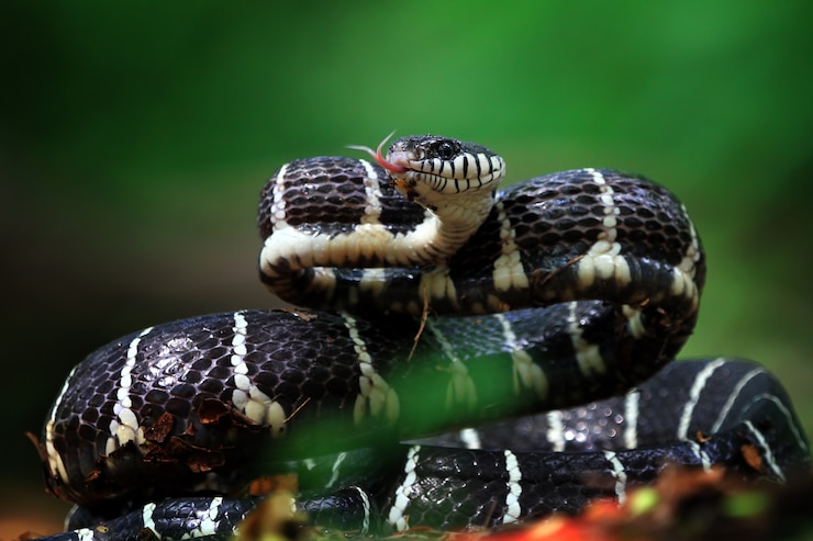 Foto gratuito serpiente boiga lista para atacar