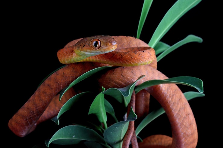 Foto gratuito serpiente boiga roja bebé en el árbol primer plano de serpiente boiga roja bebé en la rama