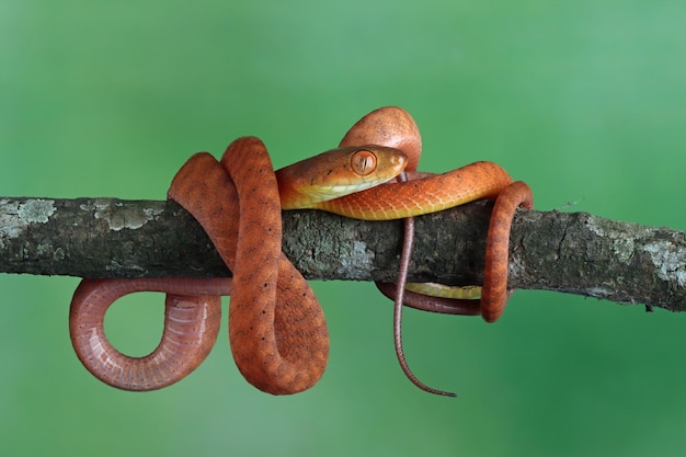 Serpiente boiga roja bebé en primer plano de animal de árbol en rama