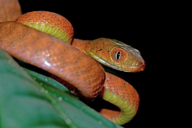 Serpiente boiga roja bebé en primer plano de animal de árbol en rama