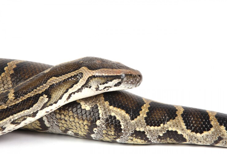 Foto gratuito serpiente de cerca