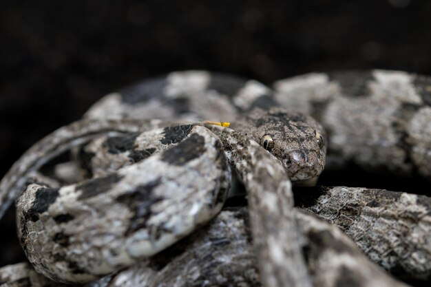 Una serpiente gato europea, o serpiente Soosan, Telescopus fallax, acurrucada y mirando fijamente, en Malta.